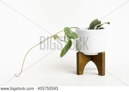 A Formal Studio Shot Of The Hoya Canosa Plant On A White Mid-century Modern Design Pot With Wood Sta
