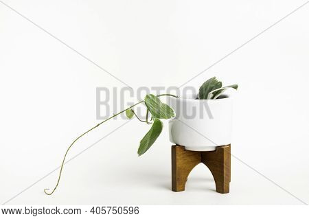 A Formal Studio Shot Of The Hoya Canosa Plant On A White Mid-century Modern Design Pot With Wood Sta