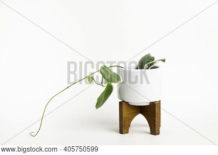 A Formal Studio Shot Of The Hoya Canosa Plant On A White Mid-century Modern Design Pot With Wood Sta