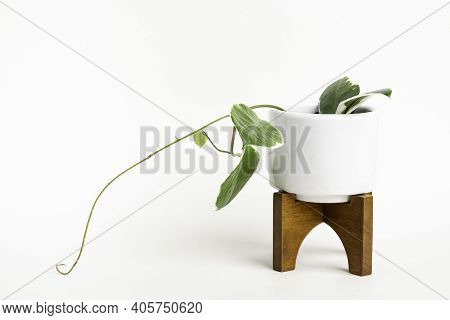 A Formal Studio Shot Of The Hoya Canosa Plant On A White Mid-century Modern Design Pot With Wood Sta