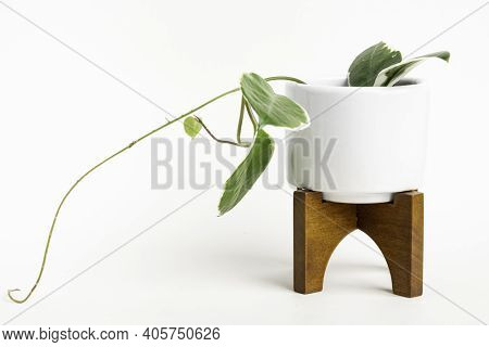A Formal Studio Shot Of The Hoya Canosa Plant On A White Mid-century Modern Design Pot With Wood Sta