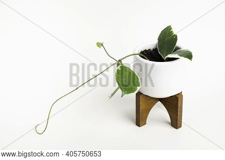 A Formal Studio Shot Of The Hoya Canosa Plant On A White Mid-century Modern Design Pot With Wood Sta