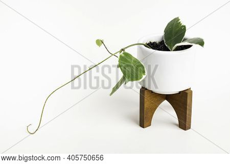 A Formal Studio Shot Of The Hoya Canosa Plant On A White Mid-century Modern Design Pot With Wood Sta