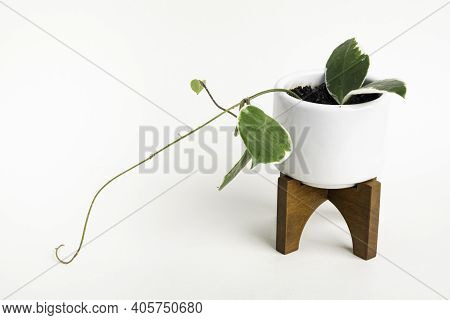 A Formal Studio Shot Of The Hoya Canosa Plant On A White Mid-century Modern Design Pot With Wood Sta