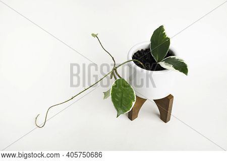 A Formal Studio Shot Of The Hoya Canosa Plant On A White Mid-century Modern Design Pot With Wood Sta