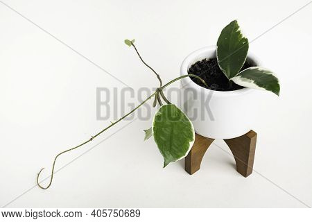 A Formal Studio Shot Of The Hoya Canosa Plant On A White Mid-century Modern Design Pot With Wood Sta