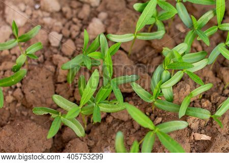 Sunn Hemp Tree Are Growing In The Field