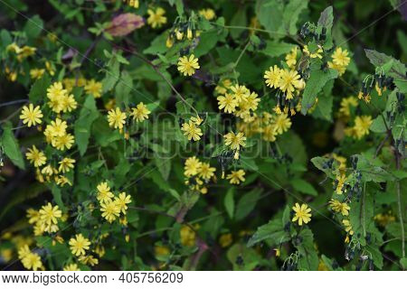 Youngia Denticulata Flowers In Autumn / Asteraceae Grass