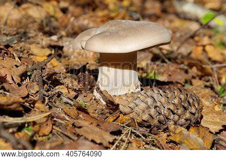 Clitocybe Nebularis Mushroom In The Autumn Forest
