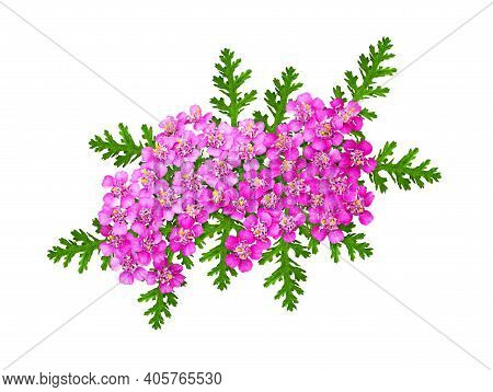Pink Yarrow Flowers And Leaves In A Floral Arrangement Isolated On White
