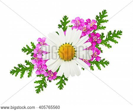 Daisy And Pink Yarrow Flowers And Leaves In A Floral Arrangement Isolated On White