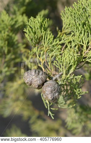 Italian Cypress - Latin Name - Cupressus Sempervirens Pyramidalis