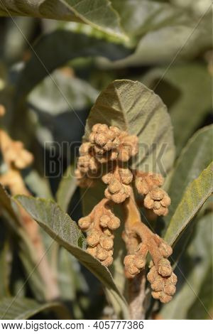 Japanese Medlar Flower Buds - Latin Name - Eriobotrya Japonica