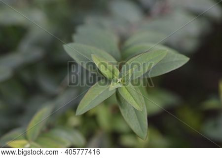 Aarons Beard Leaves - Latin Name - Hypericum Calycinum