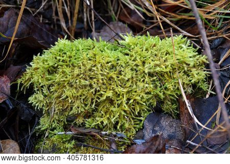 Green Moss Called Hypnum Cupressiforme. Located On The Bank Of A River, In A Humid Area.