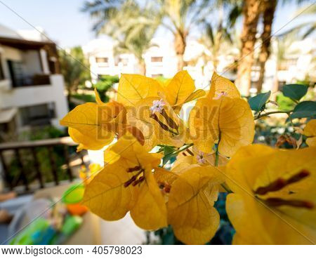 Yellow Flowers On The Bush At Summer Teracce In The Garden