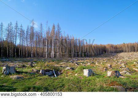 Deforested Forest Near Schierke In The Harz National Park In Germany At The Foot Of The Brocken Moun