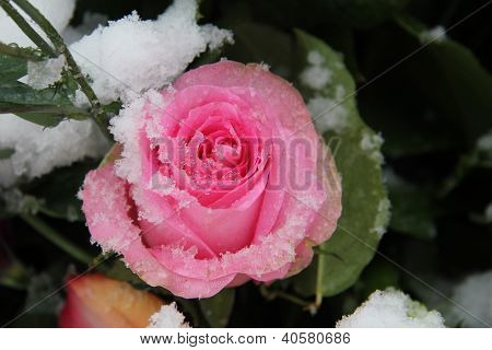 Snow Covered Pink Rose