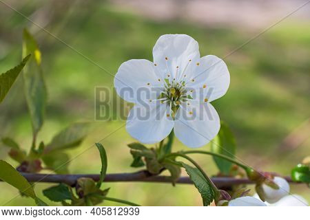 The Beautiful Sprig Of Cherry Tree With Lonely Big Flower  On Blurred Blue Floral Background. Using 