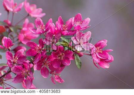 The Beautiful   Flowering Branch Of Wild Pink Cherry And Green Leaves On Blurred Pale Pink  Floral B