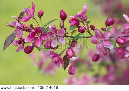 The Beautiful  Flowering Branch Of Wild Pink Cherry  And Buds On Blurred Yellow Floral Background Cl