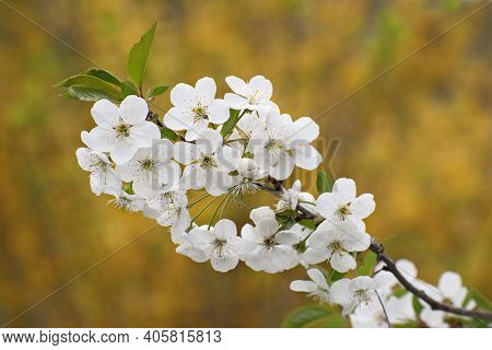 The Amazing Tender Sprig Of Blooming Cherry Branch On Blurred Yellow Floral Background. Cherry Bloss