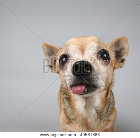 een chihuahua op een grijze achtergrond