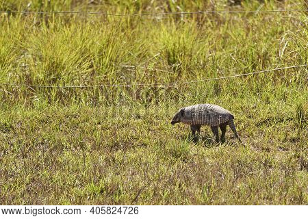 Cute And Funny Armadillo Walking In Around In The Wetlands Of The Pantanal Swamps In Brazil