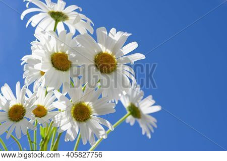 Backdrop Made Of Group Of Delicate White Chamomile Flowers With Yellow Cores On Clear Sky Scape On B