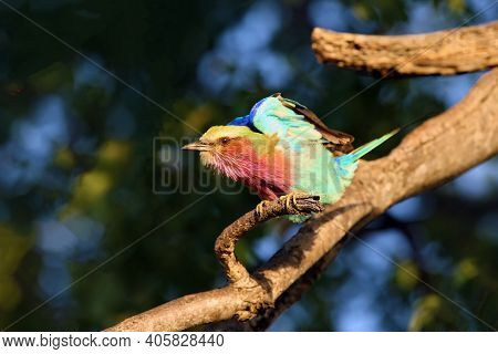 Lilac-breasted Roller (coracias Caudata) Sitting On A Branch In A Dense Tree. Roller With Raised Win
