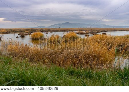 View Of The Natural Reserve Of Plants And Birds La Marjal Els Moros In The Town Of Puzol In Spain. N