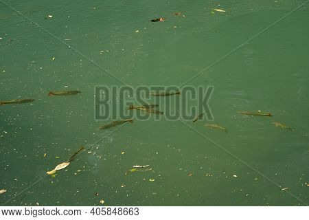 Trout At A Beautiful And Romantic Little Spa In The Area Of Jardim And Bonito Along The River Prata,