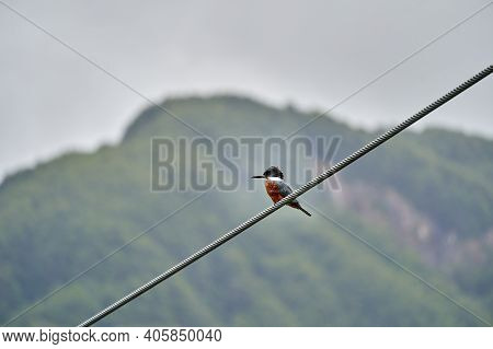 Ringed Kingfisher, Megaceryle Torquata, Sitting On A Steel Cable Of A Car Ferry Along The Carretera 