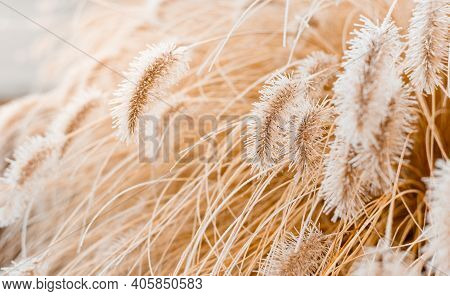 Abstract Natural Background Of Soft Plants. Frosted Pampas Grass And Flowers On A Blurry Bokeh, Boho