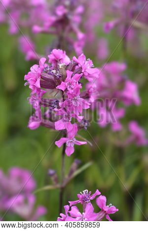 Sticky Catchfly Pink Flowers - Latin Name - Lychnis Viscaria (silene Viscaria)