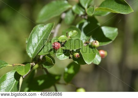 Peking Cotoneaster - Latin Name - Cotoneaster Acutifolius