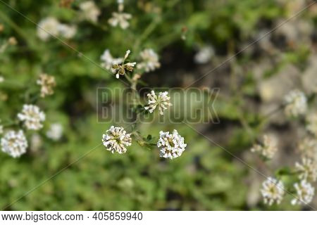 Herb Canary Clover - Latin Name - Dorycnium Herbaceum (lotus Herbaceus)
