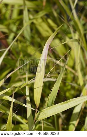 Hakone Grass Leaves - Latin Name - Hakonechloa Macra