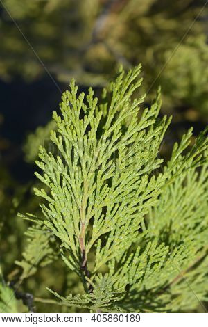 Incense Cedar Pillar - Latin Name - Calocedrus Decurrens Pillar