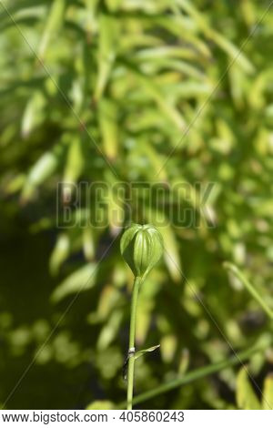 Henrys Lily Seed Pod - Latin Name - Lilium Henryi
