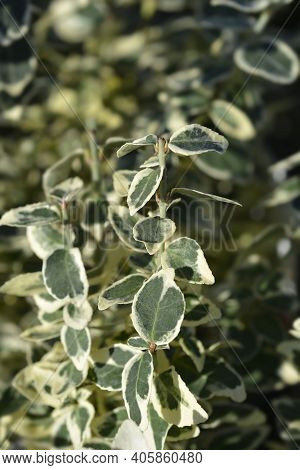 Wintercreeper Dans Delight - Latin Name - Euonymus Fortunei Dans Delight