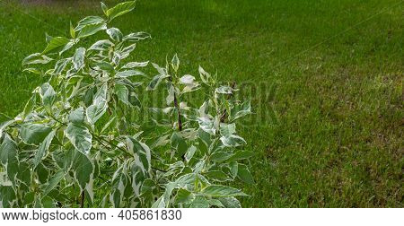 Ornamental Shrub Of The White Derena Elegantissima Or Cornus Alba. Soft And Selective Focus. Delicat