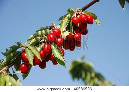 Cherries outnumbering leaves