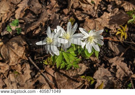 Blooming Anemone (anemone Nemorosa) In The Forest In Spring.