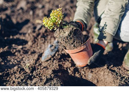 Gardener Transplanting Barberry Bush From Container Into Soil Putting It In Hole. Spring Gardening W