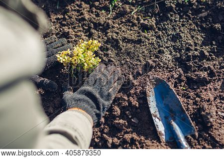 Gardener Transplanting Barberry Bush From Container Into Soil Tramping Down Durt. Spring Gardening W