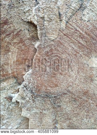 Texture Of A Sawn Wood. Recently Sawn Elm Tree Trunk