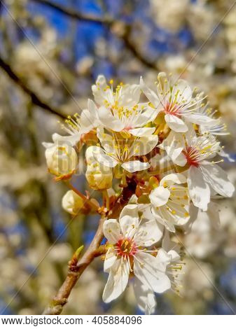 Apple Blossom White Flowers And Blue Sky Spring Background.
