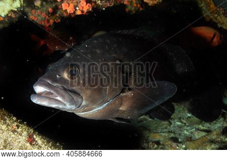 Tropical Grouper (epinephelus Polyphekadion) Waiting In A Cave. Seychelles