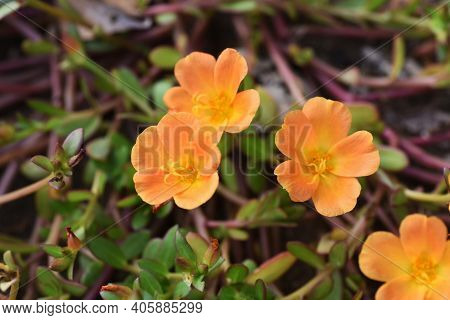 Rose Moss (portulaca Grandiflora) / Portulacaceae Annual Plant